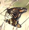 Danaus plexippus
